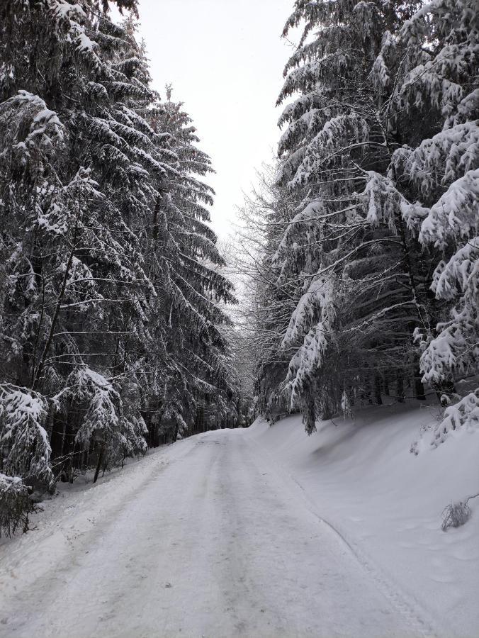 Zentrale Und Gemuetliche Ferienwohnung In Winterberg Nah An Der Natur Eksteriør billede